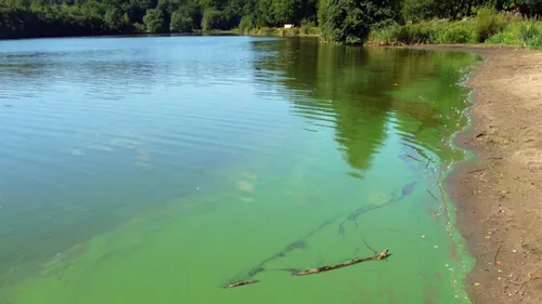 Cyanobactéries : ces microalgues qui ferment nos plans d’eau