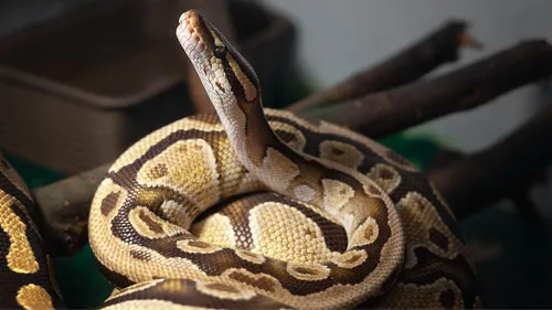 Cléopâtre a disparu : un python royal dans la nature en...