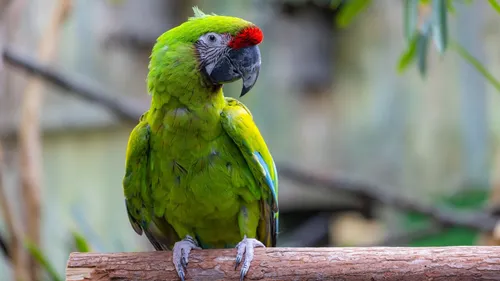 Un perroquet “balance” son maître et aide à démanteler un réseau de...