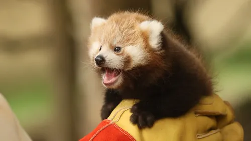 Loire-Atlantique : à la rencontre des pandas roux, 2 nouveau-nés au...