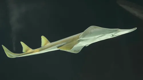 Loire-Atlantique : trois naissances rares au Croisic !