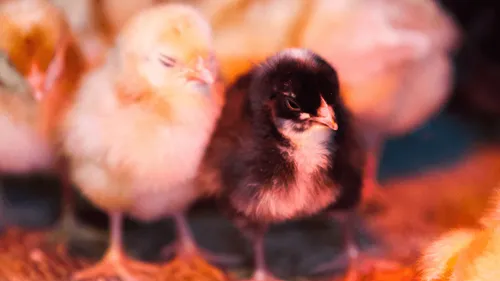 Poussins maltraités et broyés : l’association L214 porte plainte en...