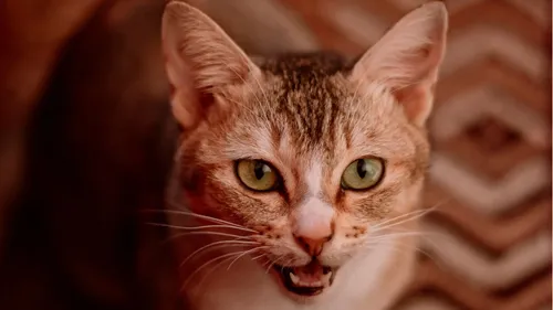 Son chat miaule dans le train, une voyageuse écope de 110 euros...