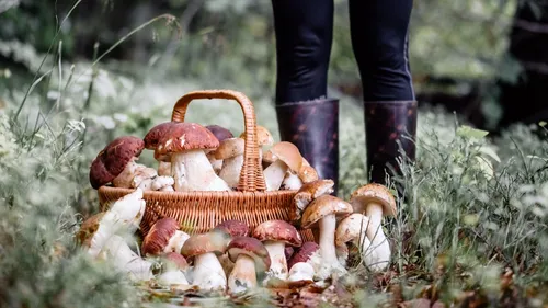 Cueillette de champignons : les bons réflexes à adopter 