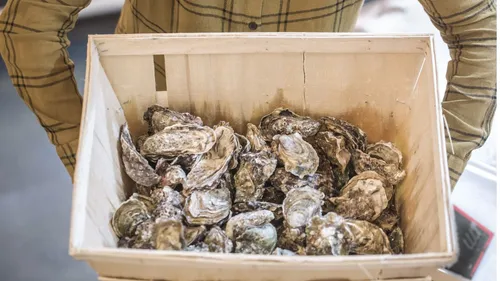 Charente-Maritime : 500 postes saisonniers ostréicoles à pourvoir 