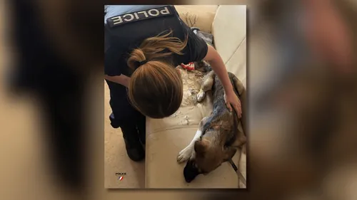 Quatre chiens dans une cour minuscule, remplie d’excréments :...