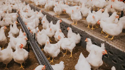 300 tonnes de carcasses de volailles, la filière d’équarrissage...