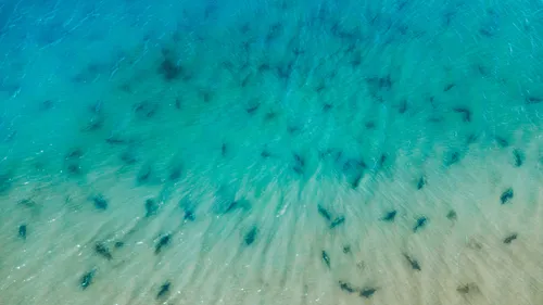 "Extraordinaire" : des centaines de requins tout près des plages de...