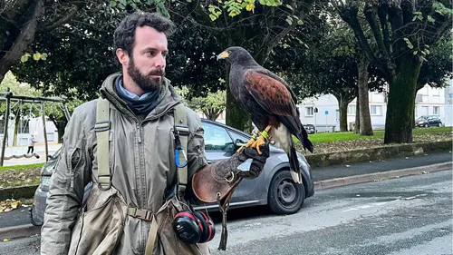 Vendée : immersion avec un fauconnier au milieu de 180 000 étourneaux 