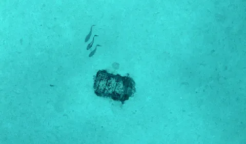 Mission Nodssum : "ils sont dans différents états", 3 350 fûts de...