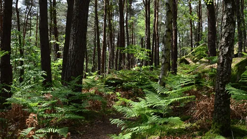 Les forêts interdites d’accès l’après-midi en Maine-et-Loire et en...