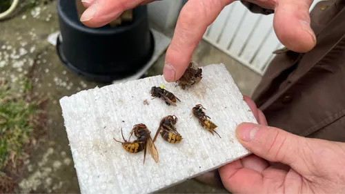 "C’est un super prédateur" : la lutte contre le frelon asiatique...