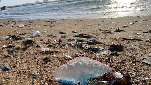 Échouage massif de méduses sur les plages de la côte atlantique