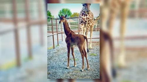 Une naissance rarissime d’une girafe sans tâche dans un zoo américain