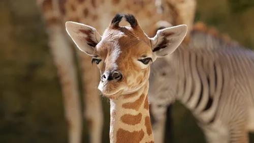 Maine-et-Loire : un girafon est né au Bioparc de Doué-la-Fontaine