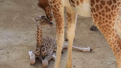 Naissance d'un 39e girafon à Doué-la-Fontaine... avant l'arrivée...