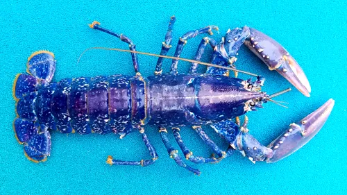 Un homard bleu expédié d’une poissonnerie de Vendée, pour rejoindre...