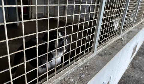 "Entre 5 et 10 fois plus d’abandons l’été" : la SPA de Rennes en...