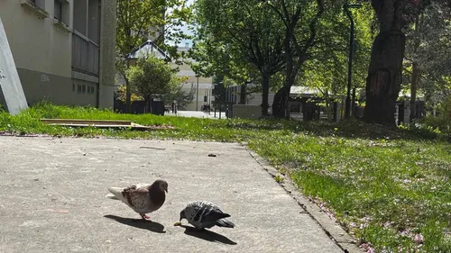 "C’est génial, on l'attendait depuis longtemps", un pigeonnier...