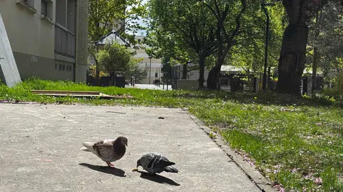 "C’est génial, on l'attendait depuis longtemps", un pigeonnier...