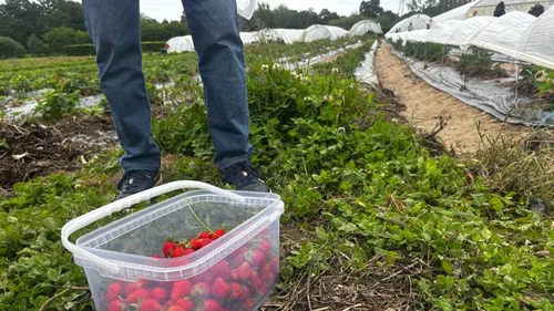 "Tu prends que les rouges" : la saison de la cueillette des fraises...