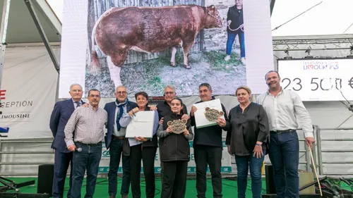Une vache limousine à 23 500 euros