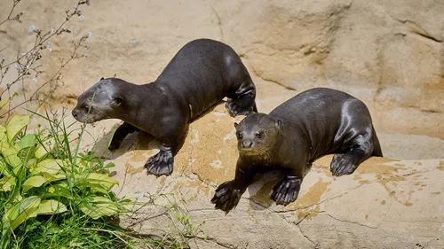 Une naissance rare au Zoo de La Palmyre
