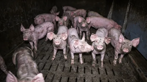 Deux élevages bretons condamnés pour maltraitance animale