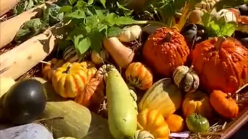 Distribution gratuite de légumes à Limoges