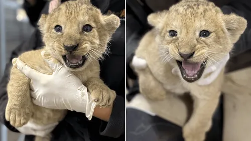 Naissance de deux lionceaux à Doué-la-Fontaine