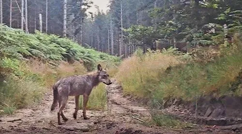 La guerre du loup relancée en Limousin