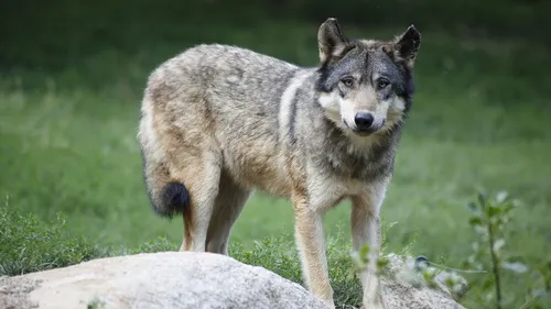 Limousin : les éleveurs ne veulent pas du loup