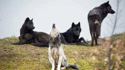 Loire-Atlantique : du nouveau au Zoo de La Boissière-du-Doré