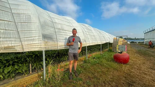 Canicule en Vendée : comment des maraîchers ont sauvé leurs récoltes