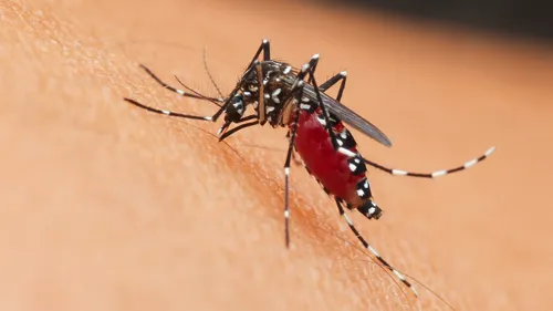 Un nouveau virus débarque à Bordeaux