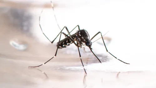 Après un cas de dengue à La Séguinière, une opération de...