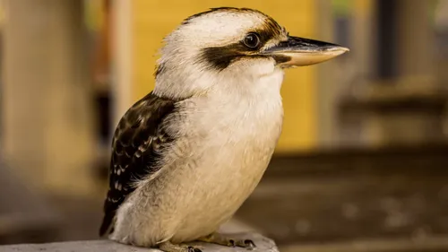 Interpellés pour avoir volé et mis en vente des animaux d'un zoo