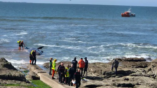 Un cachalot meurt échoué sur une plage de Loire-Atlantique