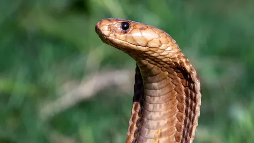 Un cobra sème la terreur dans une commune