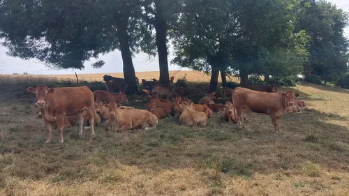 "On a eu 40% de perte" : un éleveur vendéen face à la canicule 