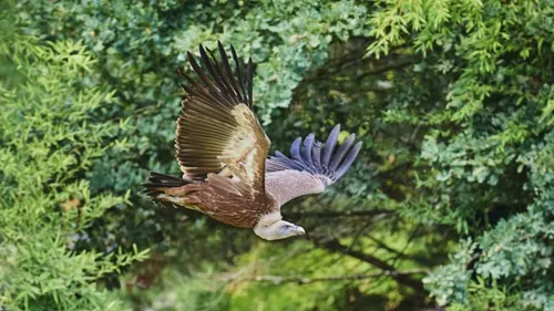 Avez-vous aperçu Luidgi, un vautour échappé d’un zoo ? 