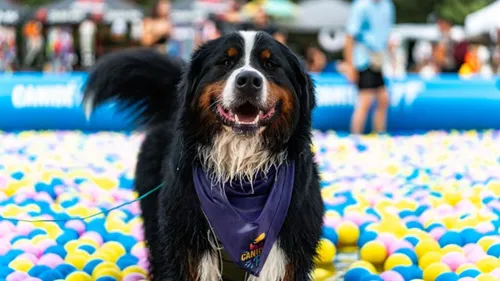 Et si votre chien participait à une pool party ? 