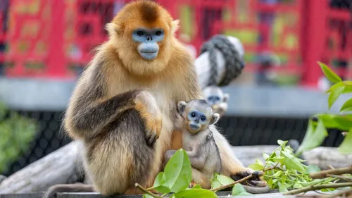 ZooParc de Beauval : à vous de choisir les prénoms des bébés singes...