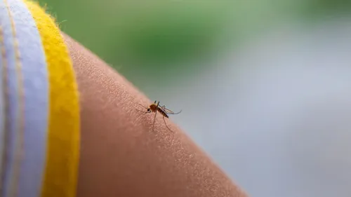 Pourquoi y a-t-il de plus en plus de moustiques ces derniers temps ?