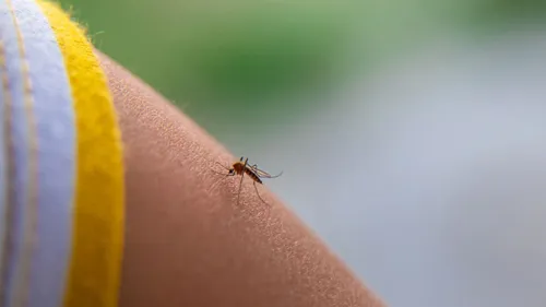 Pourquoi y a-t-il de plus en plus de moustiques ces derniers temps ?