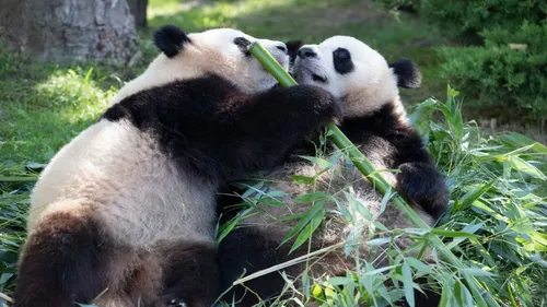 "On va avoir une période sans panda" : deux départs annoncés au Zoo...