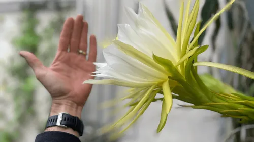 Un phénomène rare au jardin botanique de Tours !