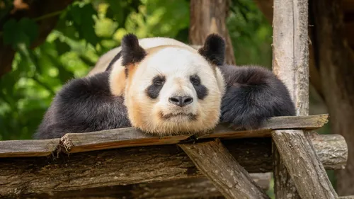 Beauval : les pandas stars plient bagage pour la Chine