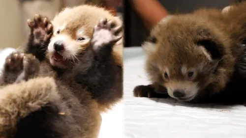 Naissance de pandas roux au Parc du Reynou