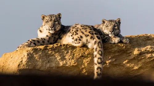 Maine-et-Loire : carnet rose au Bioparc de Doué-la-Fontaine
